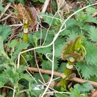 Japanese Knotweed